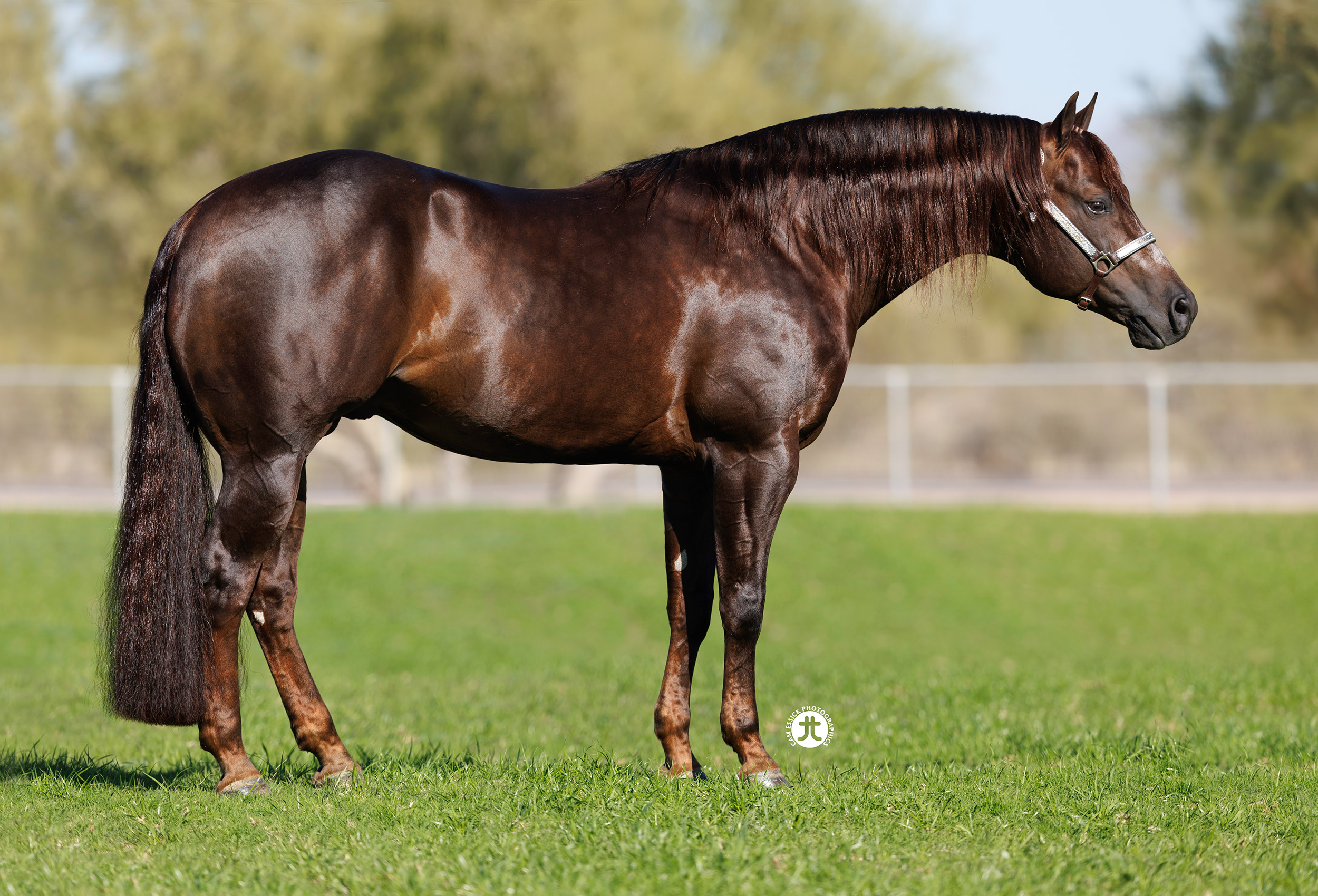 Spooks N Jewels, at stud at Fappani Performance Horses